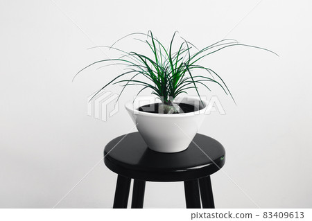 Plant of beaucarnea recurvata in a white flower pot on the black table in daylight 83409613