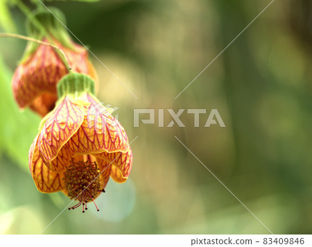 Abutilon Abutilon 83409846
