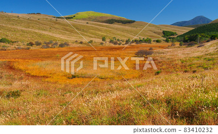 Kirigamine / Landing Marsh [Natural monument] Autumn pampas grass meadow 83410232