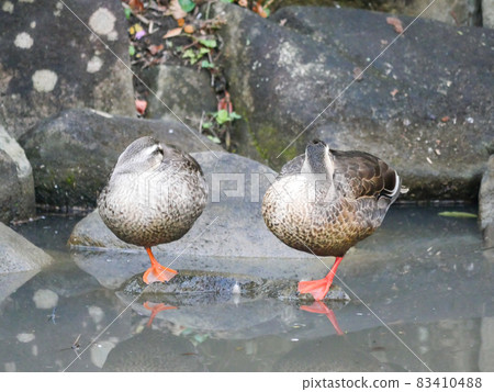Spot-billed duck 3 sleeps Spot-billed duck 3 sleeps 83410488