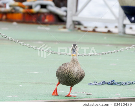 Spot-billed duck 4 pier 83410489