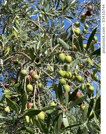 Olive tree with fruit Olive tree with fruit 83410744