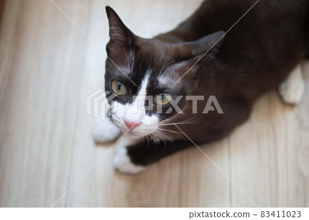 Chocolate brown kitten cat with white mask is looking something sitting on wooden floor pet concept Chocolate brown kitten cat with white mask is looking something sitting on wooden floor pet concept 83411023