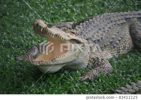 A Large crocodile walking on the grass A Large crocodile walking on the grass 83411125