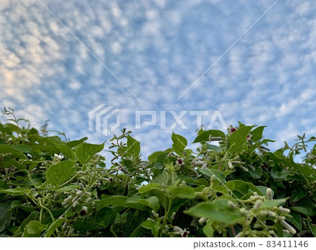 臭鼬藤花 臭鼬藤花 83411146