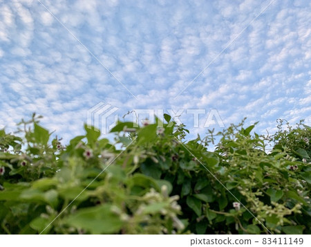 The flower of Skunk vine The flower of Skunk vine 83411149