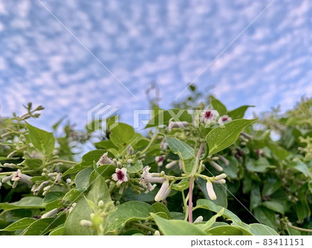 The flower of Skunk vine The flower of Skunk vine 83411151
