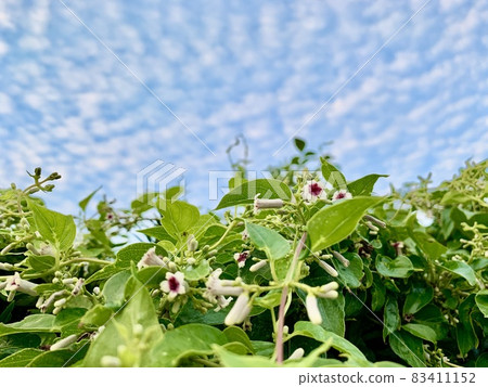 The flower of Skunk vine The flower of Skunk vine 83411152