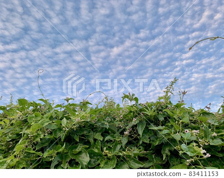 The flower of Skunk vine The flower of Skunk vine 83411153