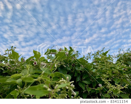 The flower of Skunk vine The flower of Skunk vine 83411154