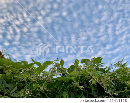 The flower of Skunk vine The flower of Skunk vine 83411158