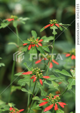 Showcase Showcase 83411355