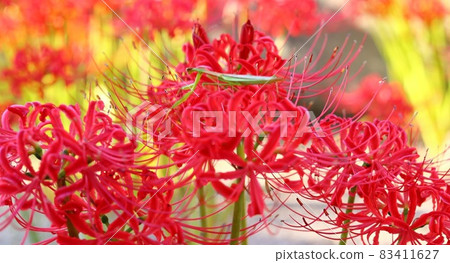 Higanbana and Mantis Higanbana and Mantis 83411627