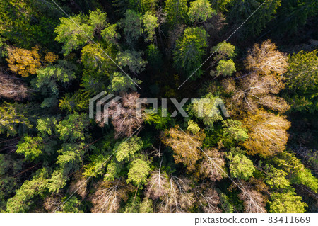Directly above aerial drone full frame shot of green emerald pine forests and yellow foliage groves with beautiful texture of treetops. Beautiful fall season scenery. Mountains in autumn golden colors 83411669