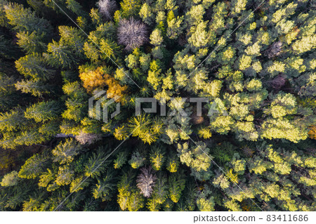 Directly above aerial drone full frame shot of green emerald pine forests and yellow foliage groves with beautiful texture of treetops. Beautiful fall season scenery. Mountains in autumn golden colors 83411686