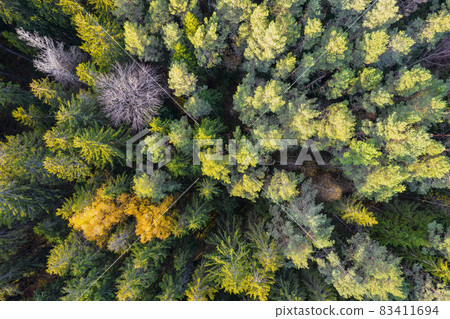 Directly above aerial drone full frame shot of green emerald pine forests and yellow foliage groves with beautiful texture of treetops. Beautiful fall season scenery. Mountains in autumn golden colors 83411694