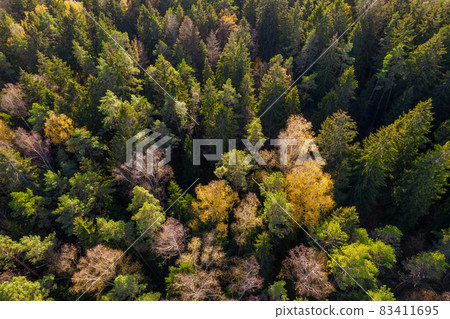 Directly above aerial drone full frame shot of green emerald pine forests and yellow foliage groves with beautiful texture of treetops. Beautiful fall season scenery. Mountains in autumn golden colors Directly above aerial drone full frame shot of green emerald pine forests and yellow foliage groves with beautiful texture of treetops. Beautiful fall season scenery. Mountains in autumn golden colors 83411695