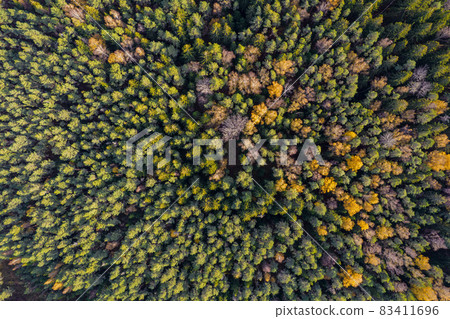 Directly above aerial drone full frame shot of green emerald pine forests and yellow foliage groves with beautiful texture of treetops. Beautiful fall season scenery. Mountains in autumn golden colors 83411696