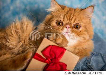 Red Persian cat with gift box on Christmas Red Persian cat with gift box on Christmas 83411700