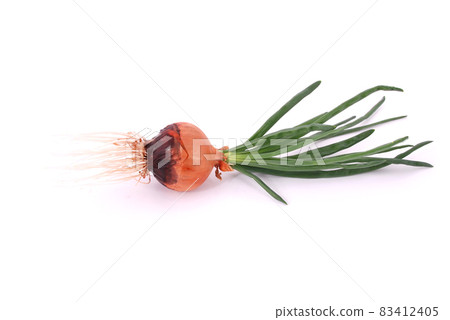 One onion with sprout One onion with sprout 83412405