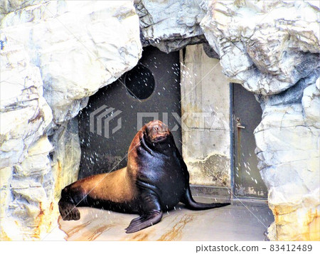 oasis! !! oasis! !! 83412489