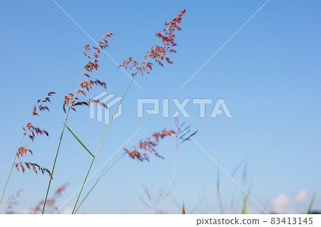 Closeup nature view of flower grass 83413145