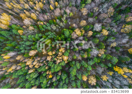 Directly above aerial drone full frame shot of green emerald pine forests and yellow foliage groves with beautiful texture of treetops. Beautiful fall season scenery. Mountains in autumn golden colors 83413699