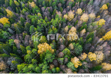 Directly above aerial drone full frame shot of green emerald pine forests and yellow foliage groves with beautiful texture of treetops. Beautiful fall season scenery. Mountains in autumn golden colors 83413701