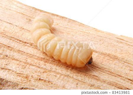 Larva bark beetle (Scolytinae). Larva of Bark beetles legless 83413981
