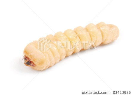 Larva bark beetle (Scolytinae). Larva of Bark beetles legless 83413986