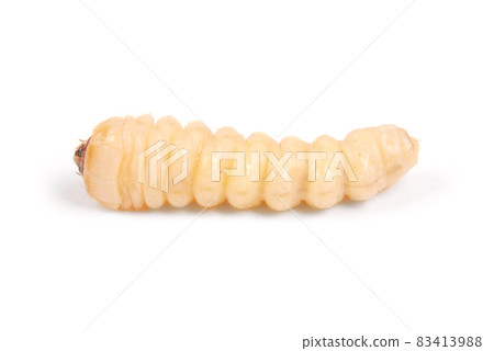 Larva bark beetle (Scolytinae). Larva of Bark beetles legless 83413988