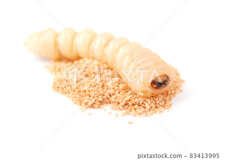 Larva bark beetle (Scolytinae). Larva of Bark beetles legless 83413995