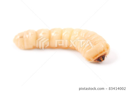 Larva bark beetle (Scolytinae). Larva of Bark beetles legless Larva bark beetle (Scolytinae). Larva of Bark beetles legless 83414002