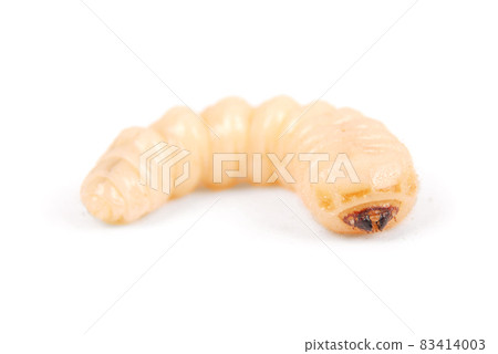 Larva bark beetle (Scolytinae). Larva of Bark beetles legless 83414003