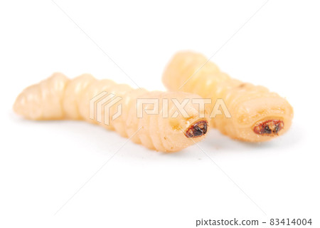 Larva bark beetle (Scolytinae). Larva of Bark beetles legless 83414004