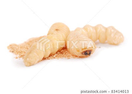 Larva bark beetle (Scolytinae). Larva of Bark beetles legless Larva bark beetle (Scolytinae). Larva of Bark beetles legless 83414013