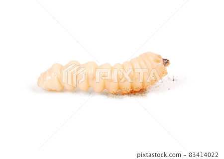 Larva bark beetle (Scolytinae). Larva of Bark beetles legless 83414022