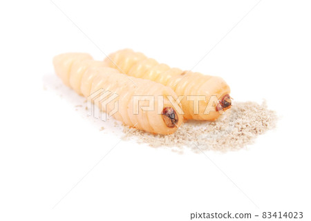 Larva bark beetle (Scolytinae). Larva of Bark beetles legless 83414023