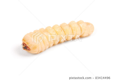 Larva bark beetle (Scolytinae). Larva of Bark beetles legless Larva bark beetle (Scolytinae). Larva of Bark beetles legless 83414496
