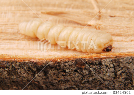 Larva bark beetle (Scolytinae). Larva of Bark beetles legless Larva bark beetle (Scolytinae). Larva of Bark beetles legless 83414501