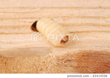 Larva bark beetle (Scolytinae). Larva of Bark beetles legless in his burrow 83414506