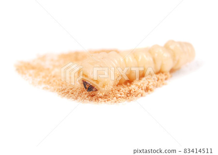 Larva bark beetle (Scolytinae). Larva of Bark beetles legless Larva bark beetle (Scolytinae). Larva of Bark beetles legless 83414511