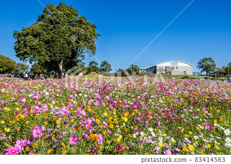 鹿兒島市農業中心的多彩波斯菊秋花風景 鹿兒島市農業中心的多彩波斯菊秋花風景 83414563