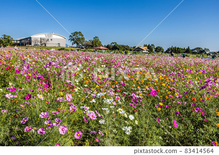 鹿兒島市農業中心的多彩波斯菊秋花風景 鹿兒島市農業中心的多彩波斯菊秋花風景 83414564