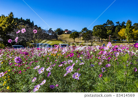 Colorful cosmos autumn flower scenery at Kagoshima City Agricultural Center 83414569