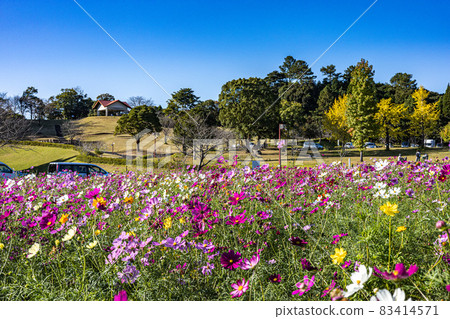 鹿兒島市農業中心的多彩波斯菊秋花風景 鹿兒島市農業中心的多彩波斯菊秋花風景 83414571