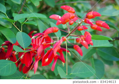 America Deigo America Deigo 83414613