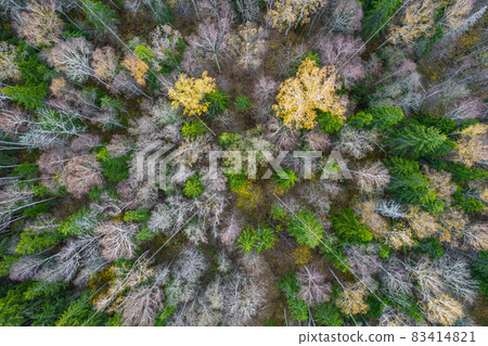Directly above aerial drone full frame shot of green emerald pine forests and yellow foliage groves with beautiful texture of treetops. Beautiful fall season scenery. Mountains in autumn golden colors 83414821