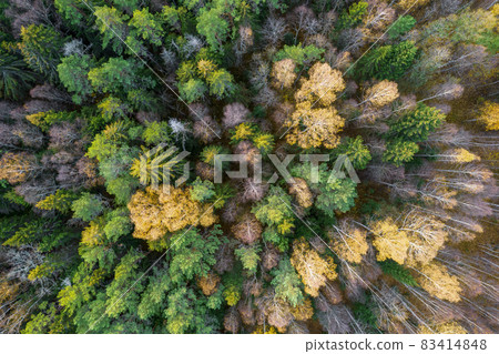 Directly above aerial drone full frame shot of green emerald pine forests and yellow foliage groves with beautiful texture of treetops. Beautiful fall season scenery. Mountains in autumn golden colors 83414848