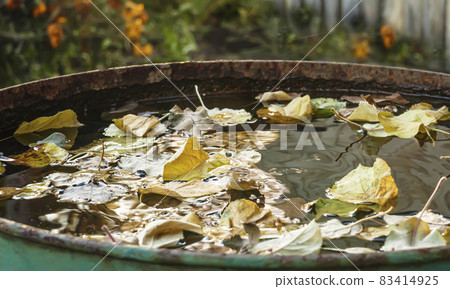 fallen apple leaves float in a barrel of rainwater fallen apple leaves float in a barrel of rainwater 83414925